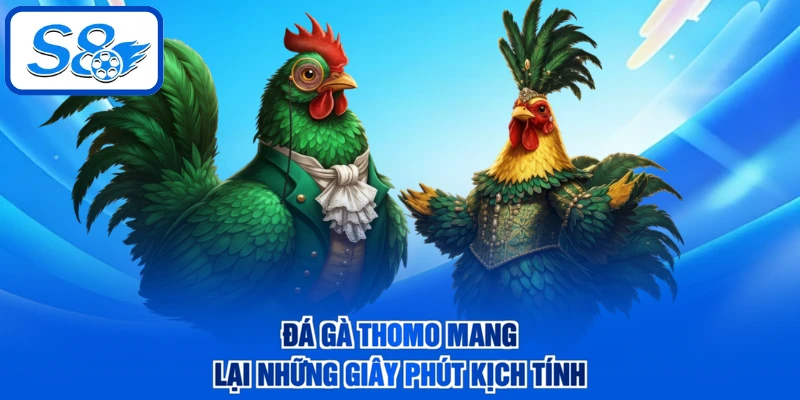 Đá gà Thomo mang lại những giây phút kịch tính