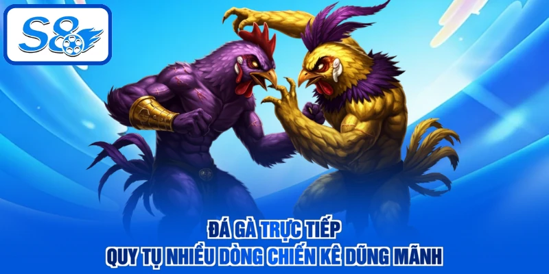 Đá gà trực tiếp quy tụ nhiều dòng chiến kê dũng mãnh