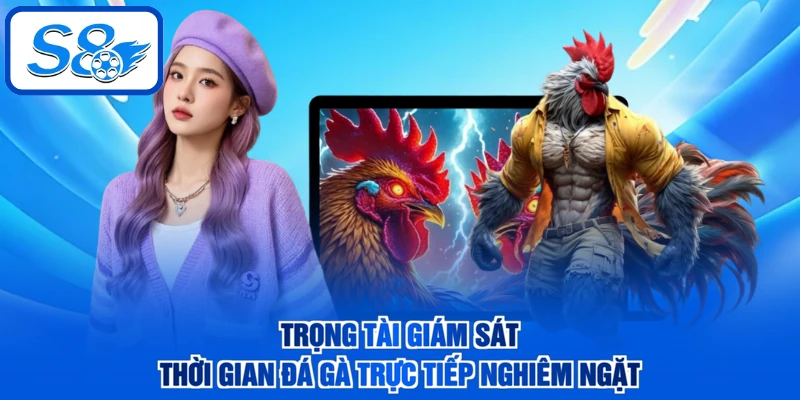 Trọng tài giám sát thời gian đá gà trực tiếp nghiêm ngặt
